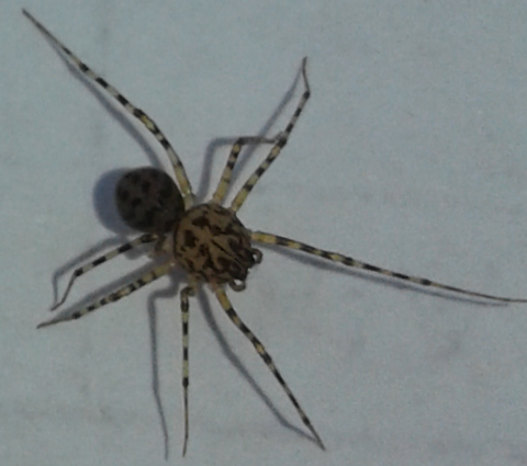 Scytodidae : Scytodes thoracica? S